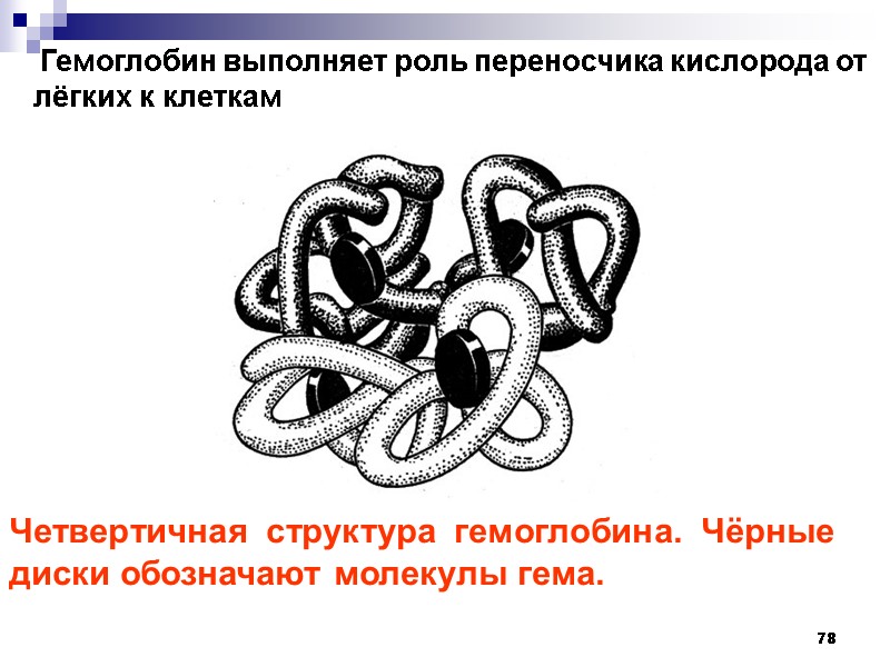 78  Гемоглобин выполняет роль переносчика кислорода от лёгких к клеткам Четвертичная структура гемоглобина.